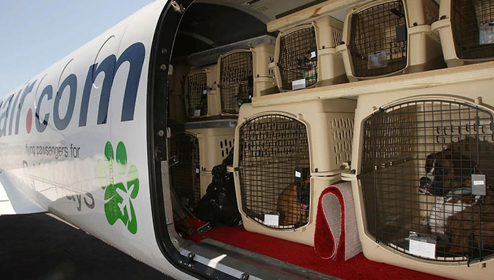 انواع آپشنهای داخل کابین و بار